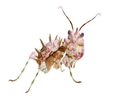 Pseudocreobotra wahlbergii L1-2 Modliszka Motylowa