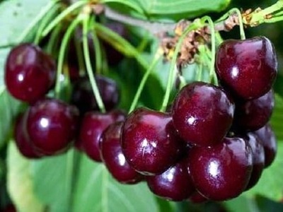 Wiśnia SABINA NAJSŁODSZA ODMIANA NAJLEPSZA