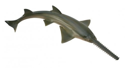 Rekin Piła (Morskie - M)