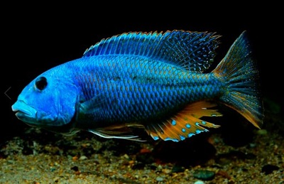 Aristochromis christyi - Pyszczak - Pyszczaki
