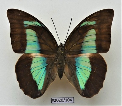 Motyl Prepona demophon .