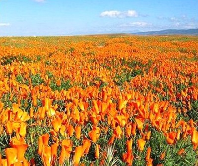 Maczek Kalifornijski(Eschscholzia Californica)MAKI