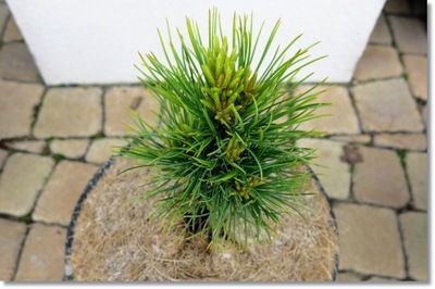 Pinus cembra 'Stoderzwerg' - !!!!!!