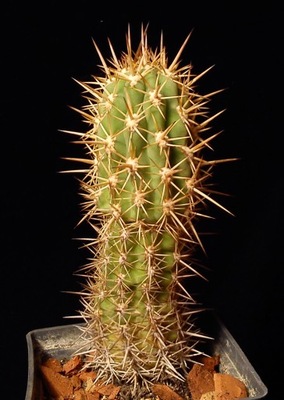 kaktus Echinopsis chiloensis var. pycnacantha