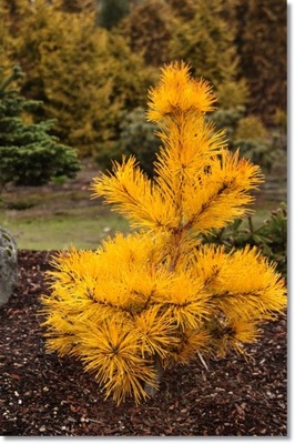 Pinus pungens 'Mountain Gold' - Rarytas !!!