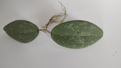 Hoya Wibergiae
