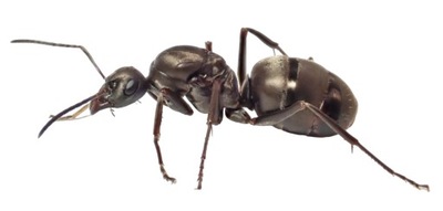 Mrówki Formica cinerea Q + 5-10 robotnic AntHunter