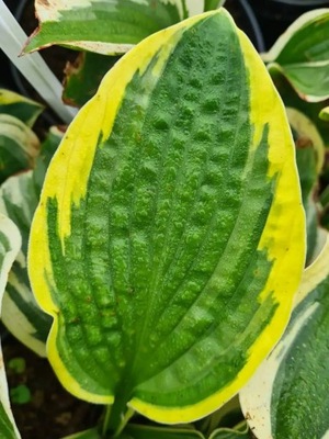 Funkia / Hosta CLIFFORD'S FOREST FIRE