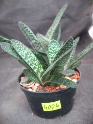 Gasteria pillansi 4004 don 10cm PG1019P