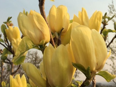 Magnolia "magnolia X soulangeana" YELLOW BIRD ŻÓŁTA SZCZEPIONA