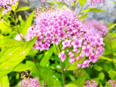 spirea "Golden Princess"