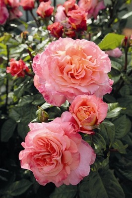 Róża Wielkokwiatowa AUGUSTA LUISE Różowoherbaciana DONICZKA C5