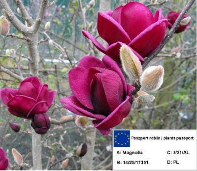 Magnolia GENIE