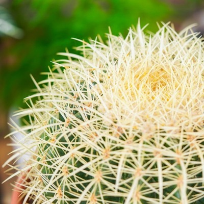 Echinocactus grusonii - FOTEL TEŚCIOWEJ - kaktus L