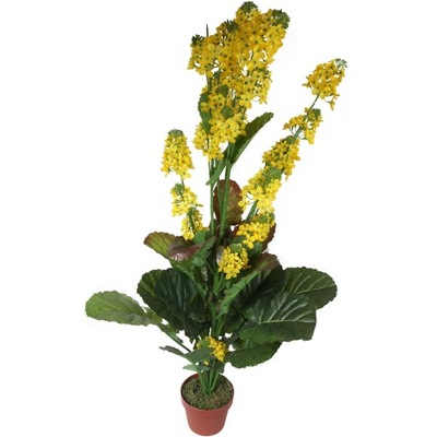 Rzepak w doniczce II