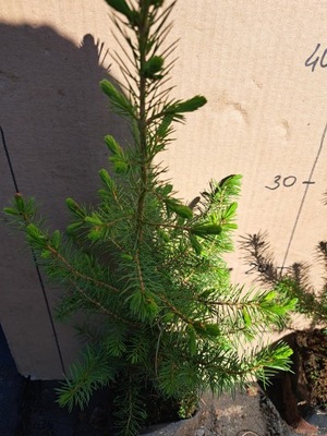 Świerk serbski (picea omorica)