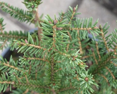 Świerk gniazdkowy Picea abies Nidiformis