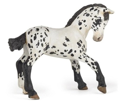 Źrebię Appaloosa