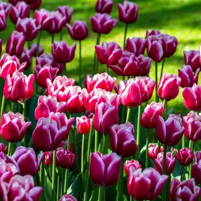 12 cebulek tulipanów hardy wieloletnie kwiatów