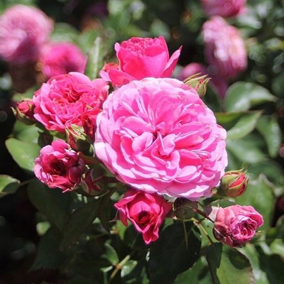 Róża Rabatowa Baronesse Tantau NOSTALGICZNA