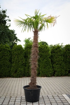 PALMA Trachycarpus Fortunei