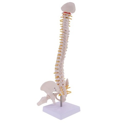 Model kręgosłupa człowieka Kręgosłup z