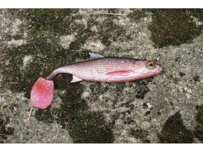 Real Fish ripper Płoć 10 cm