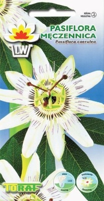 MĘCZENNICA (Passiflora) - rajski kwiat