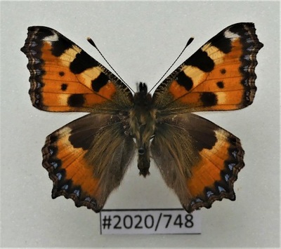 Motyl Aglais urticae .