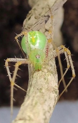 Pająk Peucetia viridis l4/5