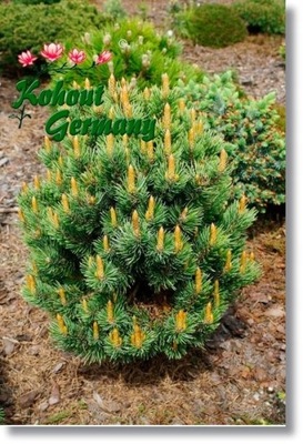 Pinus aristata 'Como' - Rarytas !!!