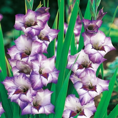 Gladiolus - Mieczyk Wielkokwiatowy Vista 5 szt Mieczyki Cebulki kwiatowe