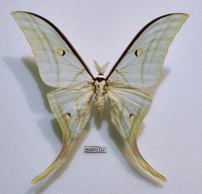 Actias selene samiec 126mm