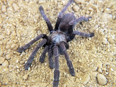 Thrigmopoeus truculentus (SpidersForge)