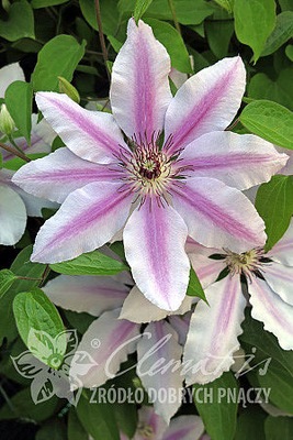 Clematis 'Nelly Moser' - DWU BARWNY POWOJNIK !! !!