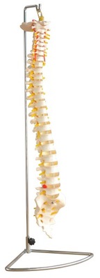 Model kręgosłupa do akupunktury w skali 1:1