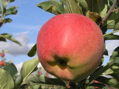 Jabłoń karłowata Iderad- gat. I z donicy