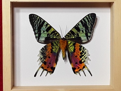 Motyl w ramce , gablotce 12 x 14 cm . Urania ripheus 80 mm . Madagaskar .