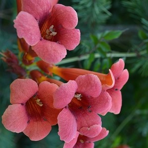 Milin amerykański (Campsis radicans)