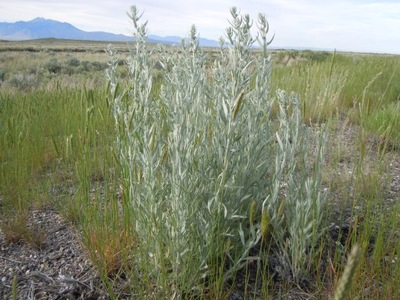 Bylica Luizjańska (Artemisia Ludoviciana) Nasiona*