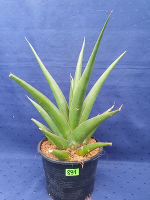 Sansevieria hybryd 891p - PS3447R