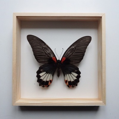 Motyl w gablotce 16x16 Papilio memnon agenor
