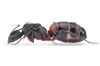 Mrówki Camponotus cruentatus królowa z robotnicami 5-15 do formikarium
