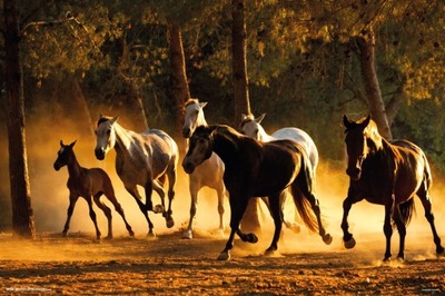 Andaluzyjskie Konie - plakat