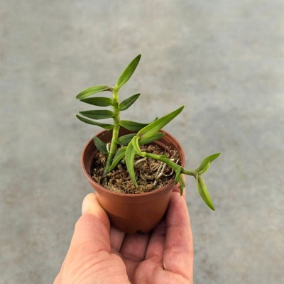 NOWOŚĆ RZADKOŚĆ STORCZYK Epidendrum peperomia