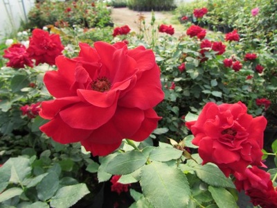 Róża rabatowa czerwona PIĘKNY WYRAZISTY KOLOR