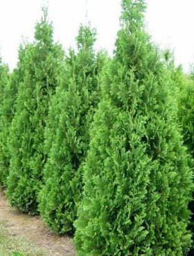 Thuja Tuja Żywotnik zachodni Spiralis