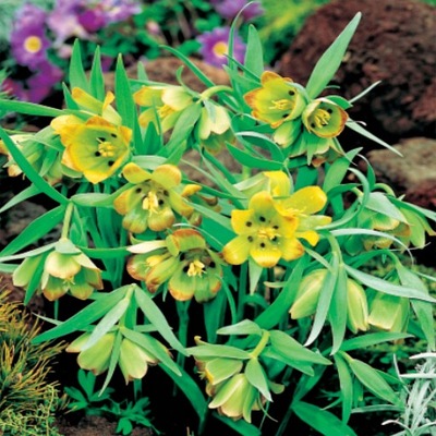 Fritillaria Szachownica Acmopetala 5 szt ceb. 371 WYSYŁKA 15.09.24