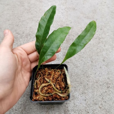 PAPROĆ Microgramma nitida wiwarium