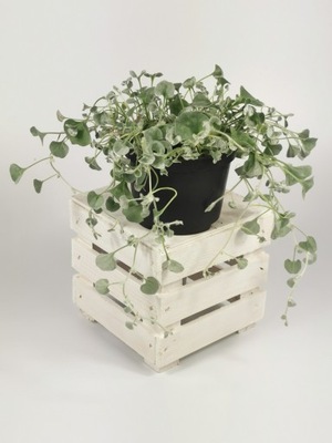 Dichondra srebrzysta SADZONKA